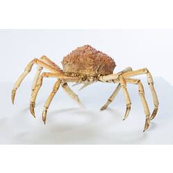 <em>Leptomithrax gaimardii</em>, Giant Spider Crab. [J 46721.11]