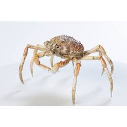 <em>Leptomithrax gaimardii</em>, Giant Spider Crab. [J 46721.31]