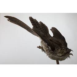 <em>Nyctibius jamaicensis mexicanus</em>, Northern Potoo, mount.  John Gould Collection.  Registration no. 24036.
