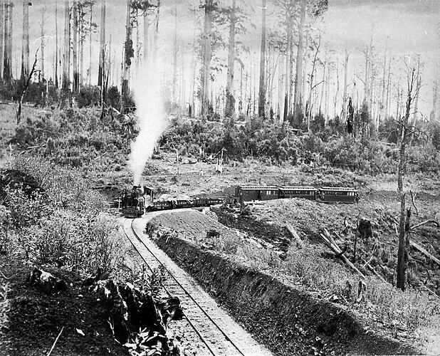 Steam locomotive pulling a mixed train through heavily logged forest, Beech Forest, circa 1890.