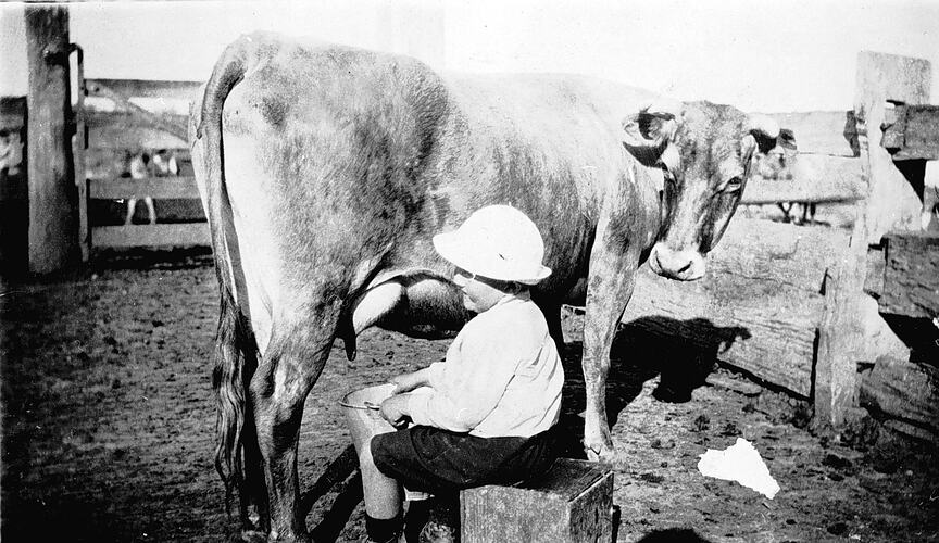[Hand milking on Parrambeen Farm, Newry, Gippsland, about 1925.]