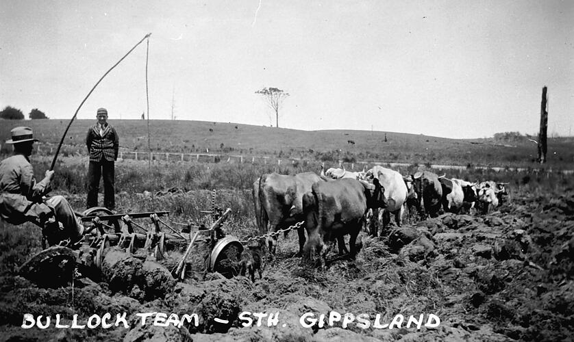 BULLOCK TEAM - STH. GIPPSLAND