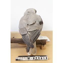 White bird specimen with large eyes mounted with wings spread.