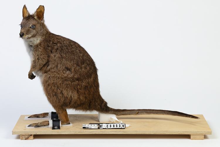 Brown wallaby with slender tail in alert pose.