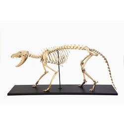 Thylacine skeleton mounted with jaws open.
