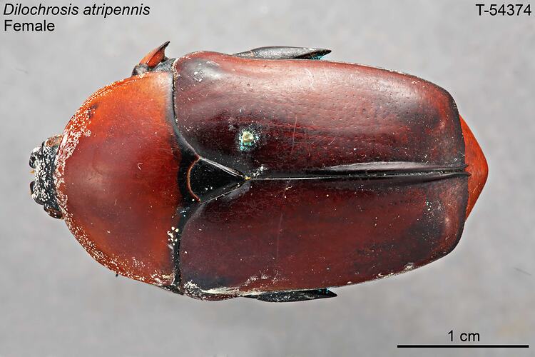 Pinned beetle specimen, dorsal view.