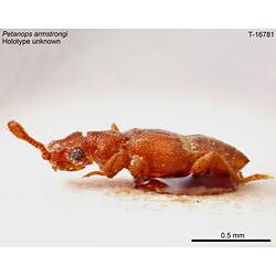 Beetle specimen, lateral view.