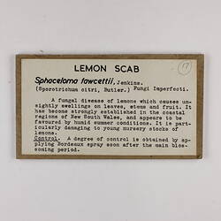 Exhibition Label - Lemon Scab, Museum of Applied Science, Melbourne, circa 1950