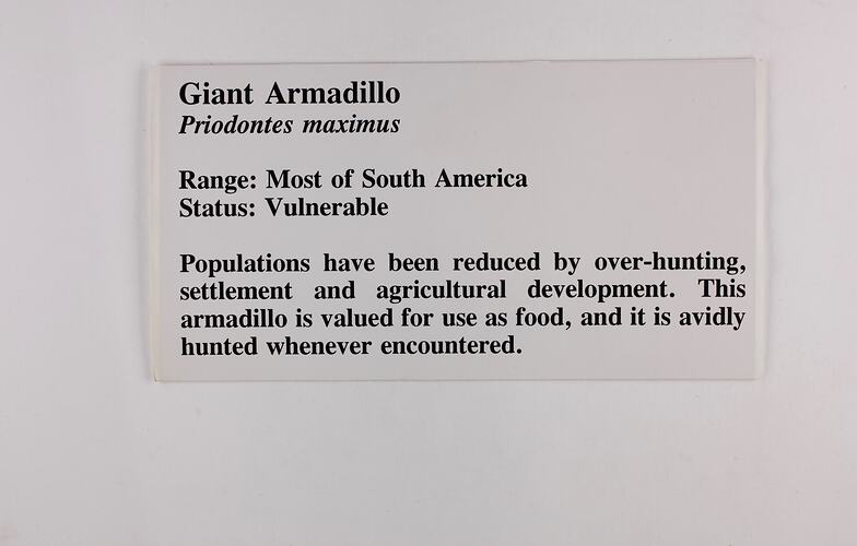 Exhibition Label - Giant Armadillo, Museum of Victoria, 1992