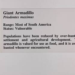 Exhibition Label - Giant Armadillo, Museum of Victoria, 1992