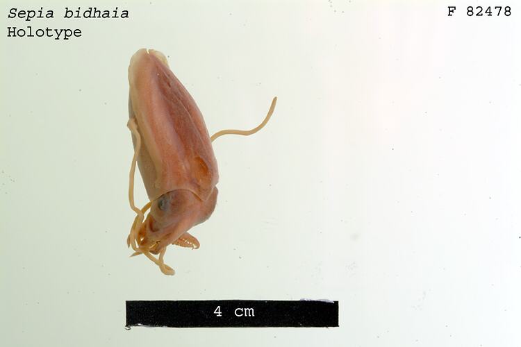 Dorsal view of preserved cuttlefish specimen.