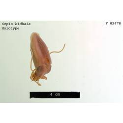 Dorsal view of preserved cuttlefish specimen.