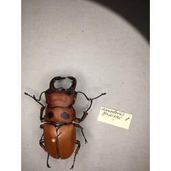 Dorsal view of pinned beetle specimen with labels.