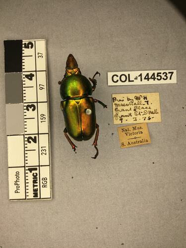 Shiny green beetle specimen with large mandibles, pinned next to text labels.