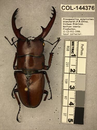 Shiny brown beetle specimen with large mandibles, pinned next to text labels.