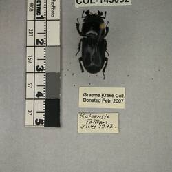 Shiny brown beetle specimen with large mandibles, pinned next to text labels.