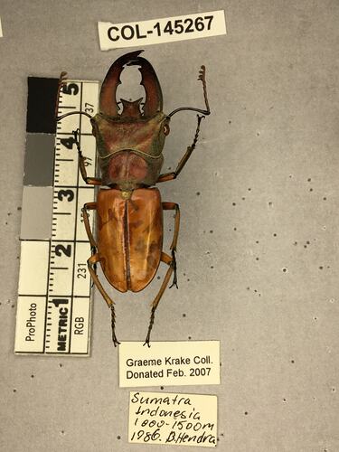 Shiny brown beetle specimen with large mandibles, pinned next to text labels.