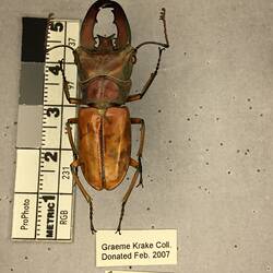 Shiny brown beetle specimen with large mandibles, pinned next to text labels.