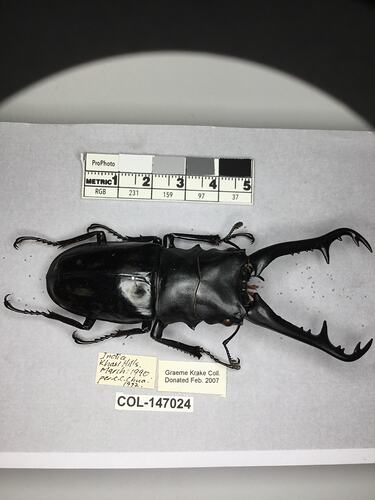 Shiny brown beetle specimen with large mandibles, pinned next to text labels.