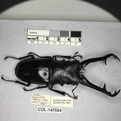 Shiny brown beetle specimen with large mandibles, pinned next to text labels.