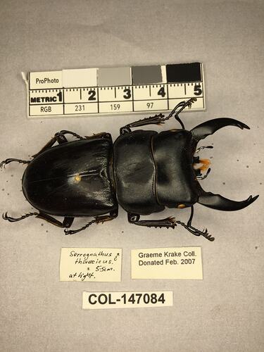 Shiny brown beetle specimen with large mandibles, pinned next to text labels.