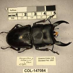 Shiny brown beetle specimen with large mandibles, pinned next to text labels.