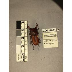 Dorsal view of pinned beetle specimen with labels.