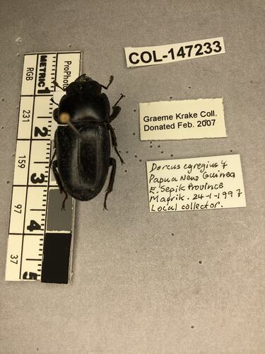 Shiny brown beetle specimen with large mandibles, pinned next to text labels.