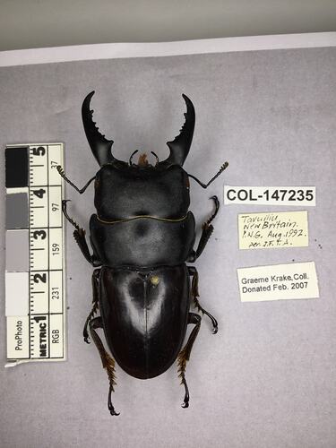 Dorsal view of pinned beetle specimen with labels.