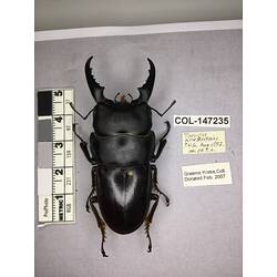 Dorsal view of pinned beetle specimen with labels.