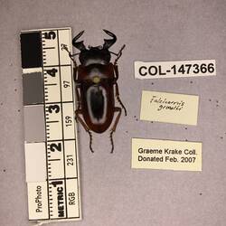 Shiny brown beetle specimen with large mandibles, pinned next to text labels.