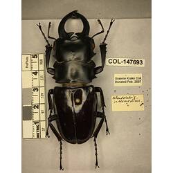 Dorsal view of pinned beetle specimen with labels.