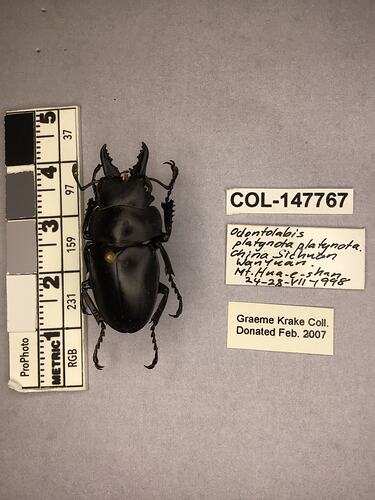 Dorsal view of pinned beetle specimen with labels.
