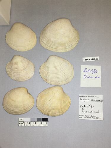 Dry Venus Clam shells beside labels.
