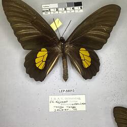 Pinned butterfly specimen beside label.