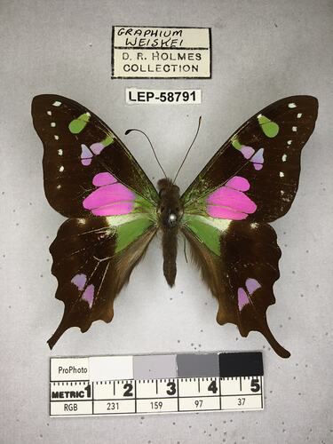 Pinned butterfly specimen beside label.