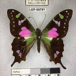 Pinned butterfly specimen beside label.