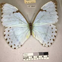 Pinned butterfly specimen beside label.