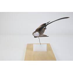 <em>Hirundapus caudacutus caudacutus</em>, White-throated Needletail. [B 32369]