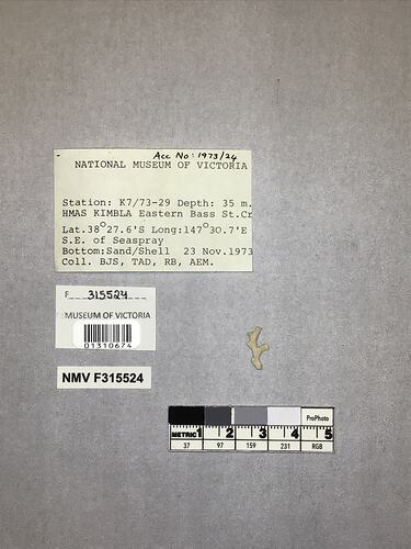 Dry stony coral specimen beside labels.