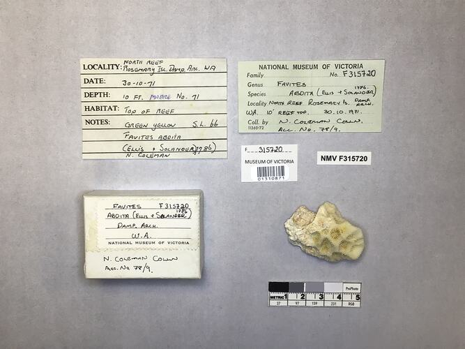 Dry coral specimen beside labels.