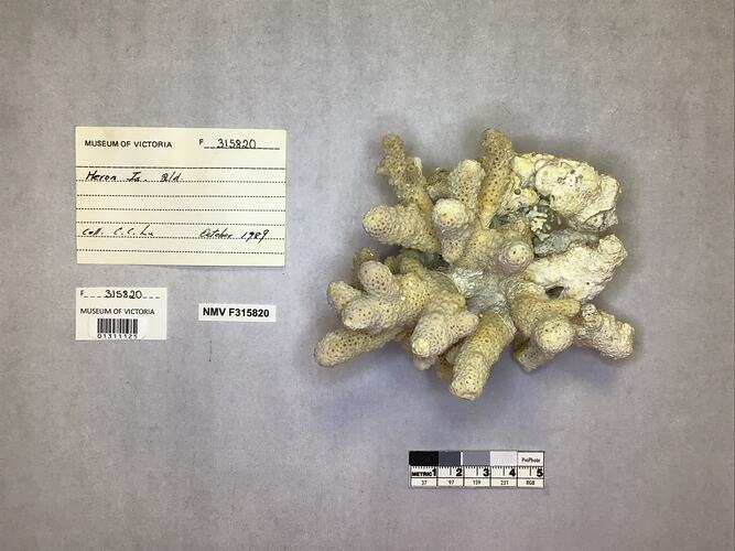 Dry stony coral specimen beside labels.