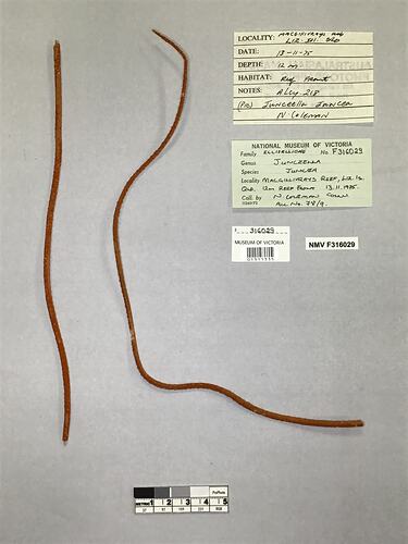 Dry soft coral specimen beside labels.