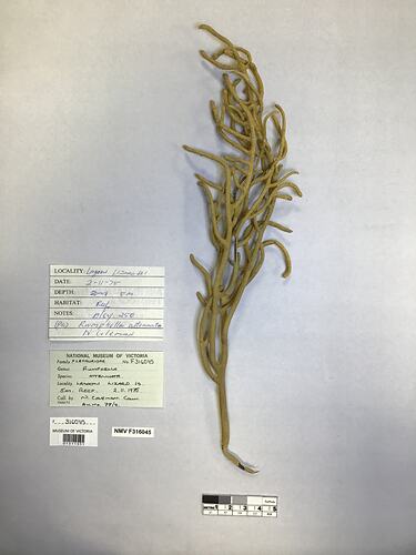 Dry soft coral specimen beside labels.