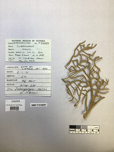 Dry soft coral specimen beside labels.