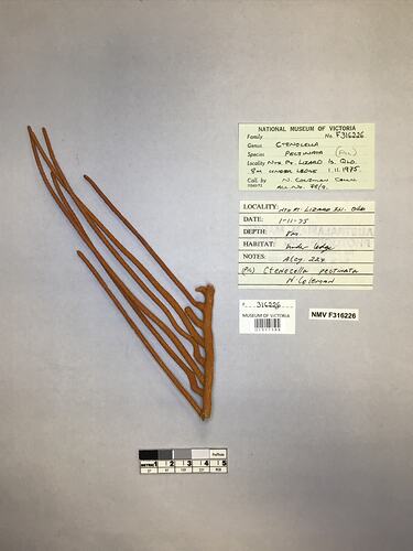 Dry soft coral specimen beside labels.