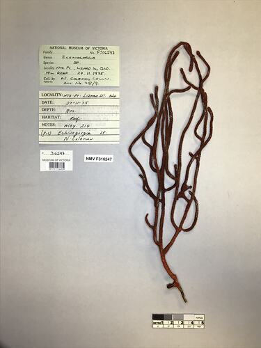 Dry soft coral specimen beside labels.