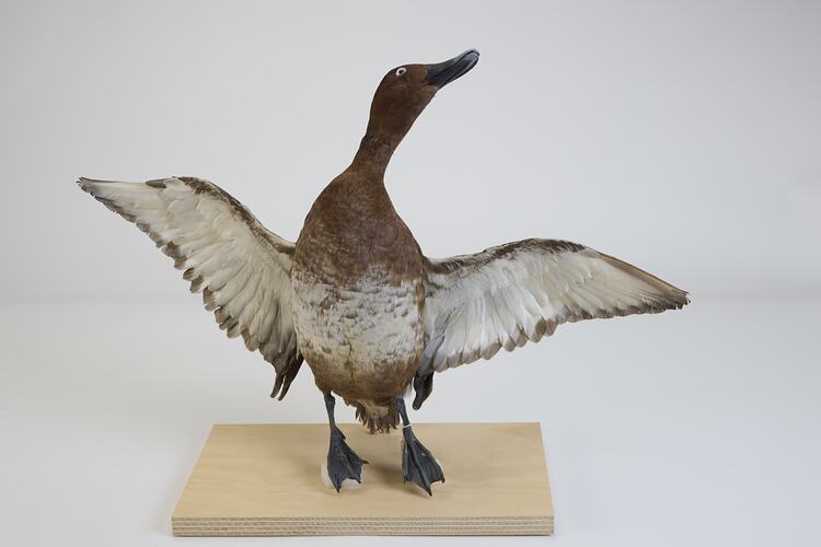 <em>Aythya australis</em>, Hardhead. [B 20984]