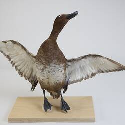 Our Wondrous Planet, Our Wild Family: Taxidermy Mount - Hardhead, <em>Aythya australis</em>
