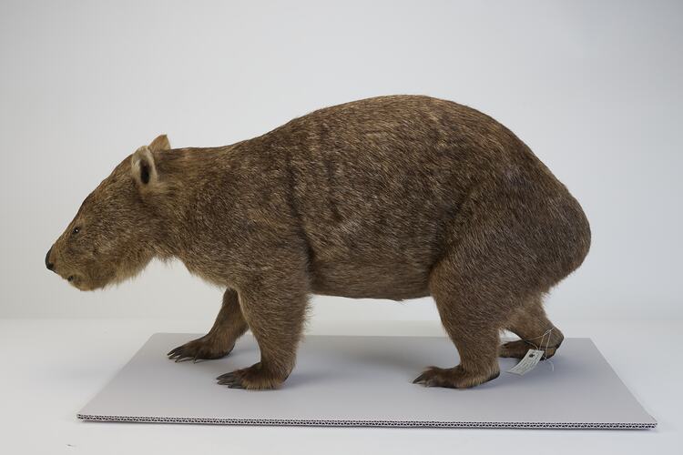 <em>Vombatus ursinus</em>, Bare-nosed Wombat. [C 28201]